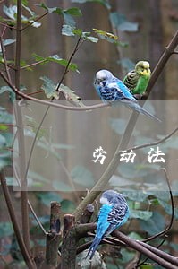 劳动法关于加班进行补休合法吗 劳动法关于加班进行补休合法吗