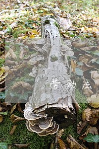 劳动法关于员工服务期的规定的 劳动法关于员工服务期的规定的