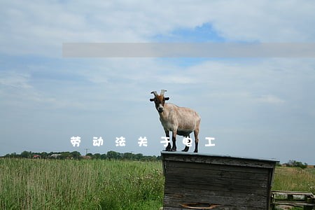 劳动法关于电工 劳动法关于电工