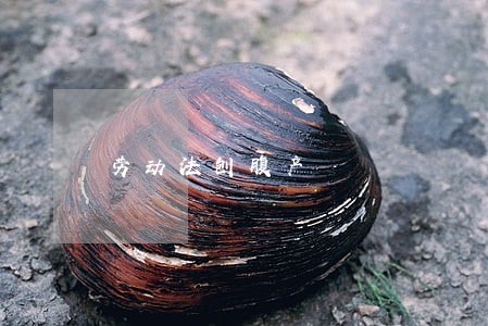 劳动法刨腹产 劳动法刨腹产