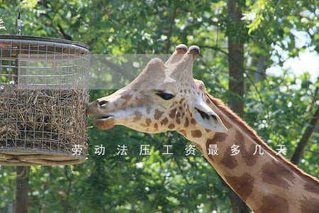劳动法压工资最多几天 劳动法压工资最多几天