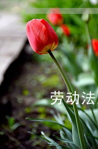 劳动法双胞胎加刨腹产多少天 劳动法双胞胎加刨腹产多少天