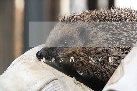 劳动法女员工流产假 劳动法女员工流产假