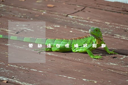 劳动法女性摘环假期 劳动法女性摘环假期