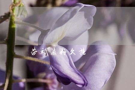 劳动法好久施 劳动法好久施