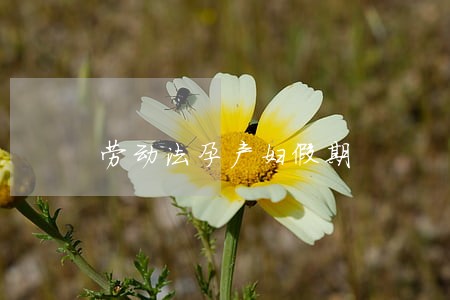 劳动法孕产妇假期 劳动法孕产妇假期
