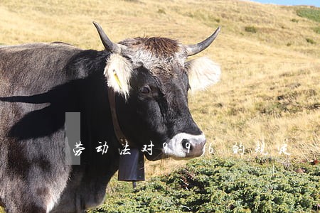 劳动法对996的规定 劳动法对996的规定
