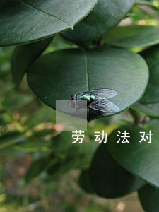 劳动法对二期尘肺的规定