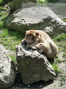 劳动法对春节