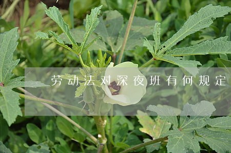 劳动法对深夜班有何规定 劳动法对深夜班有何规定