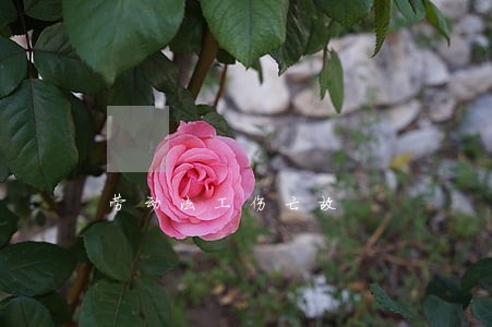 劳动法工伤亡故