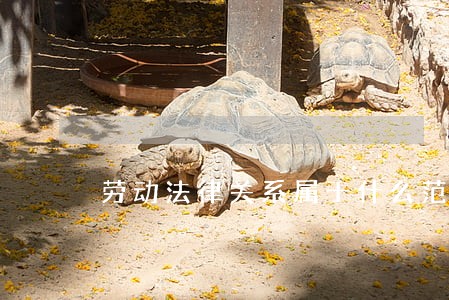 劳动法律关系属于什么范畴