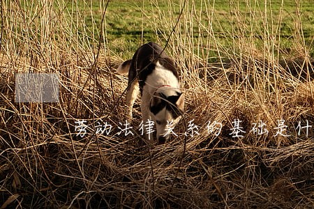 劳动法律关系的基础是什么 劳动法律关系的基础是什么