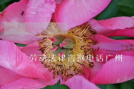 劳动法律咨询电话广州 劳动法律咨询电话广州