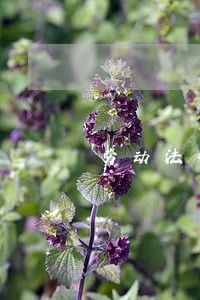 劳动法律援助制度探讨 劳动法律援助制度探讨