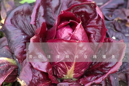 劳动法律顾问在线服务 劳动法律顾问在线服务
