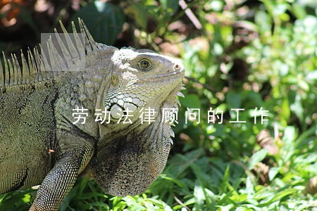 劳动法律顾问的工作 劳动法律顾问的工作