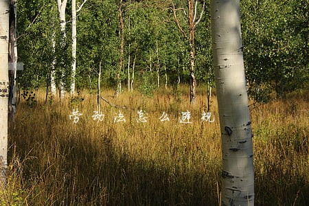 劳动法怎么避规 劳动法怎么避规