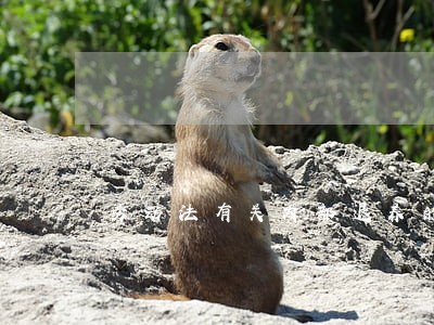 劳动法有关内部退养的待遇 劳动法有关内部退养的待遇