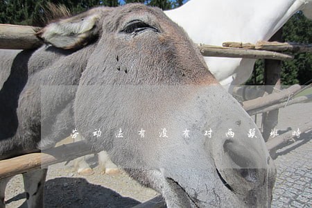劳动法有没有对两头班时间有规定 劳动法有没有对两头班时间有规定
