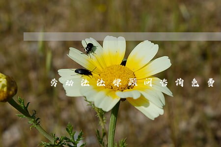 劳动法法律顾问咨询免费 劳动法法律顾问咨询免费