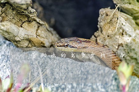 劳动法的书多少钱一本