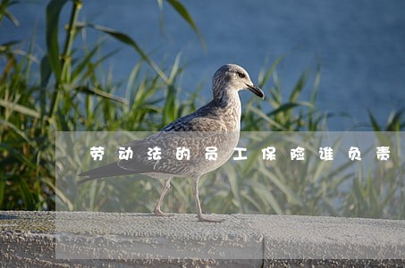 劳动法的员工保险谁负责 劳动法的员工保险谁负责