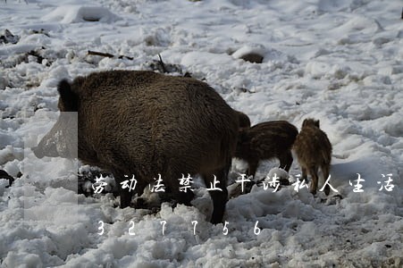 劳动法禁止干涉私人生活/2023021327756 劳动法禁止干涉私人生活/2023021327756