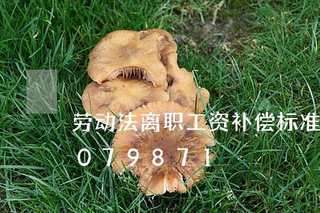 劳动法离职工资补偿标准/2023021079871 劳动法离职工资补偿标准/2023021079871
