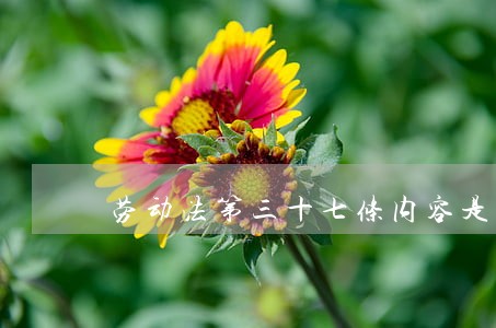 劳动法第三十七条内容是什么 劳动法第三十七条内容是什么