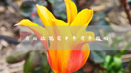 劳动法规定半年有年假吗 劳动法规定半年有年假吗
