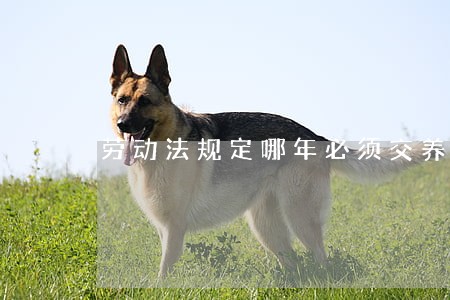劳动法规定哪年必须交养老金 劳动法规定哪年必须交养老金