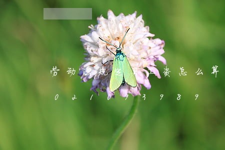 劳动法规定日工资怎么算才正确/2023021093989 劳动法规定日工资怎么算才正确/2023021093989
