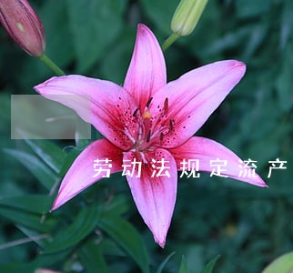 劳动法规定流产假为多少天
