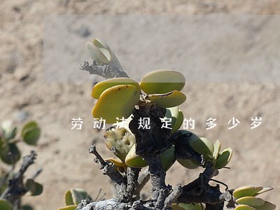 劳动法规定的多少岁 劳动法规定的多少岁