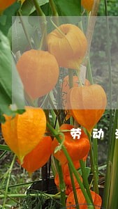 劳动法规定的补偿金不补偿 劳动法规定的补偿金不补偿