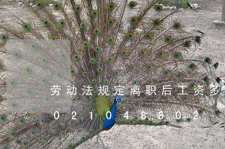 劳动法规定离职后工资多久发放/2023021048802