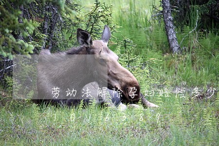 劳动法解除孕妇赔偿多少钱/2023021016389 劳动法解除孕妇赔偿多少钱/2023021016389