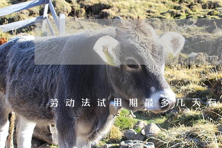 劳动法试用期最多几天有工资