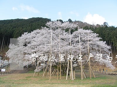 劳动法里规定产假为多少天 劳动法里规定产假为多少天
