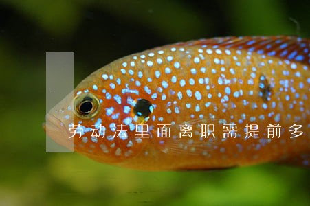 劳动法里面离职需提前多久申请 劳动法里面离职需提前多久申请