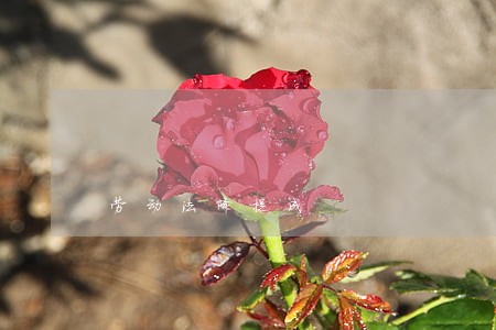 劳动法降提成 劳动法降提成