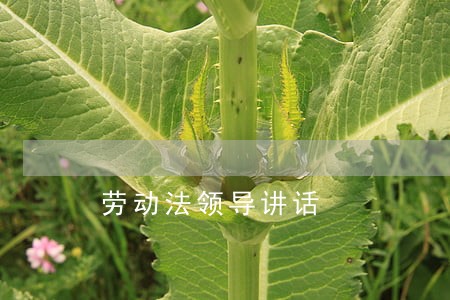 劳动法领导讲话 劳动法领导讲话