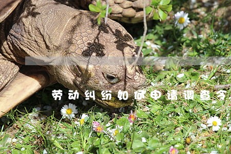 劳动纠纷如何申请调查令 劳动纠纷如何申请调查令