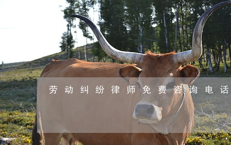 劳动纠纷律师免费咨询电话团队 劳动纠纷律师免费咨询电话团队