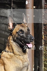 劳动者严意碰瓷劳动法怎么办 劳动者严意碰瓷劳动法怎么办