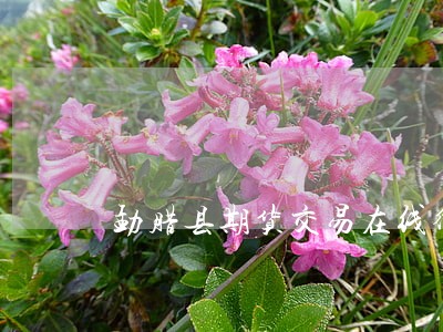 勐腊县期货交易在线律师咨询