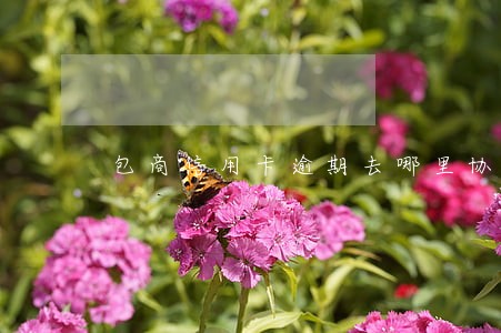 包商信用卡逾期去哪里协商