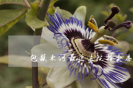 包头东河最近法院拍卖房 包头东河最近法院拍卖房