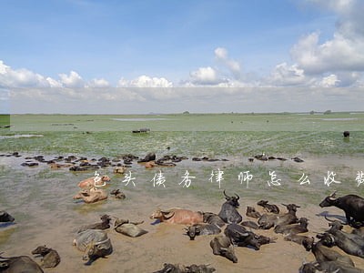 包头债务律师怎么收费